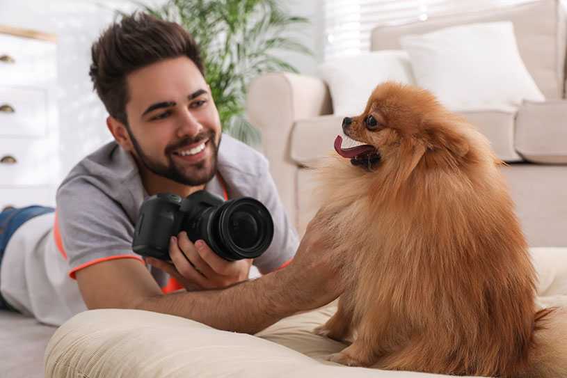 Professional photographer taking photos of Pomeranian spitz dog at home