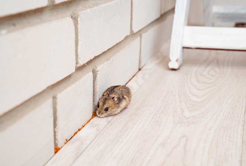 A mouse running along the wall of a rental property